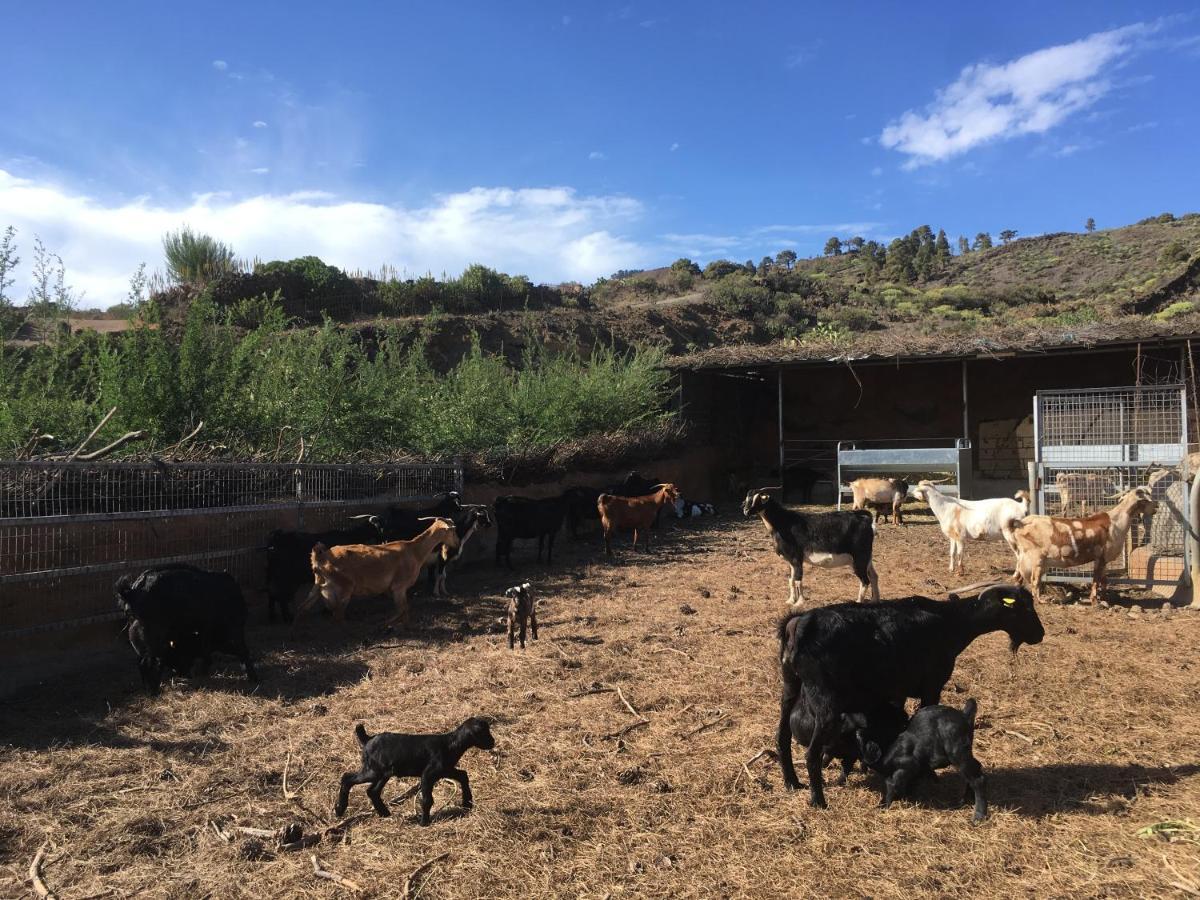 Casa Rural Los Santillos El Pinar  Eksteriør bilde
